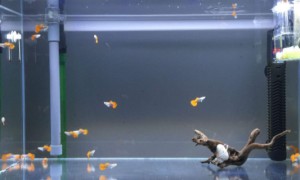 科学养金鱼的方法-宠物知识