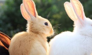 兔子性成熟的判断方法-宠物知识