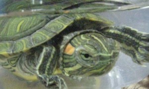 巴西龟白眼病-巴西龟知识