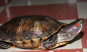 巴西红耳龟怎么分雌雄-巴西龟知识