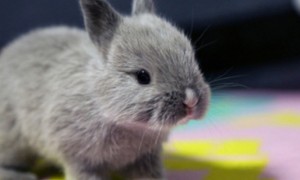 侏儒兔的智商能有几岁-侏儒兔知识