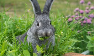 兔子可以吃香蕉皮吗-宠物饮食