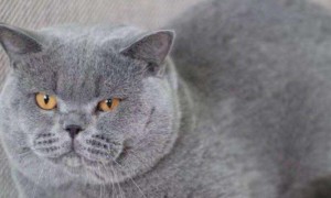 蓝猫怎么养胖-英国短毛猫知识