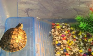 巴西龟用多大的缸养-巴西龟知识