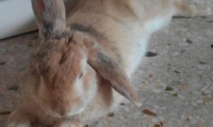 垂耳兔为什么竖耳朵-垂耳兔知识