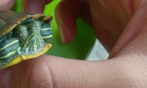 巴西龟脱皮怎么回事-巴西龟知识