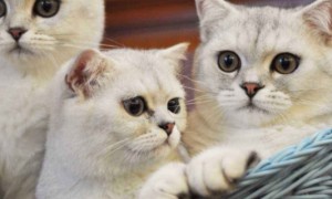 银渐层是什么品种-英国短毛猫知识