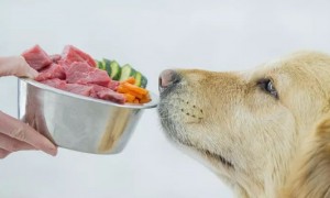 狗可以吃西梅吗-宠物饮食