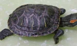 巴西龟怎么才能养大-巴西龟知识