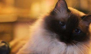 布偶猫适合多少温度养-布偶猫知识
