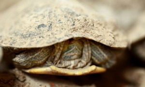 巴西龟冬眠用土还是用沙-巴西龟知识