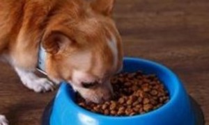 狗狗几个月可以吃干狗粮-宠物饮食