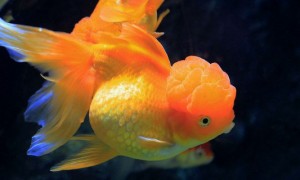 金鱼缺氧的表现，解决金鱼缺氧的方法-金鱼知识