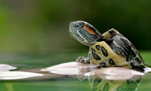 巴西龟多大可以下蛋-巴西龟知识