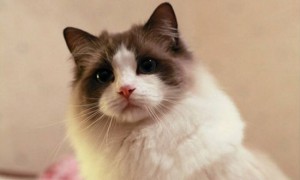 布偶猫只认一个主人吗，布偶猫可不可以换主人-布偶猫知识