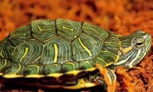 巴西龟成年后会咬人-巴西龟知识