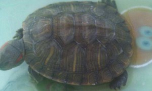 巴西龟水养还是干养-巴西龟知识