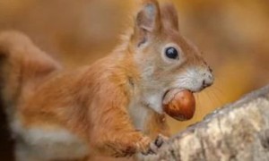 松鼠吃什么食物为主-松鼠知识