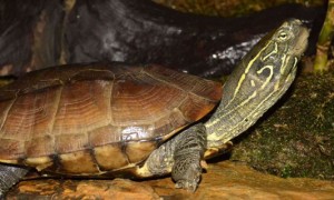 乌龟的养殖方法和注意事项-宠物知识