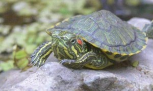 小巴西龟讨厌主人的表现-巴西龟知识