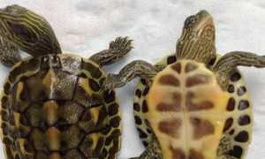 小巴西龟为什么养不活-巴西龟知识