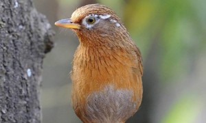 画眉鸟吃什么增肥快，如何让画眉鸟迅速长膘-画眉鸟知识