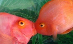 红鹦鹉鱼身上发白是什么原因-鹦鹉鱼知识