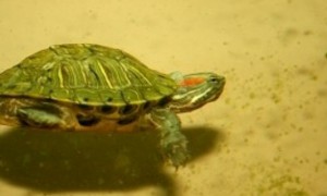 巴西龟几天换一次水-巴西龟知识