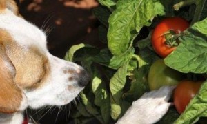 狗可以吃番茄吗?为什么-宠物饮食