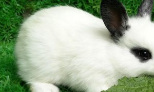 海棠兔为什么不吃东西-海棠兔知识