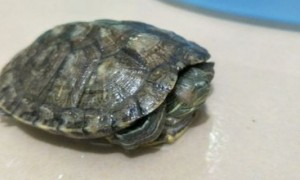 巴西龟蜕壳与腐壳区别-巴西龟知识