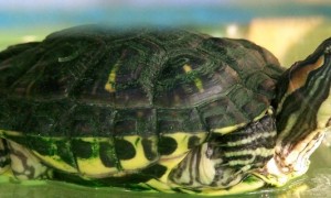 巴西龟的生活习性-巴西龟知识