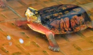 小乌龟的生活习性和饲养环境，养小乌龟的正确方法-宠物知识