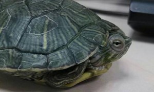 巴西龟背上有白斑是怎么回事-巴西龟知识