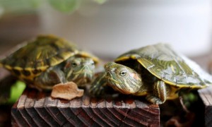 怎么哄巴西龟开心-巴西龟知识