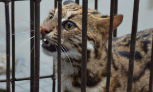 豹猫不吃猫粮怎么办，豹猫挑食的解决方法-宠物知识
