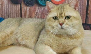 蓝金猫是什么品种-英国短毛猫知识