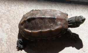 4厘米小巴西龟怎么冬眠-巴西龟知识