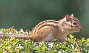 金花松鼠寿命有多长-松鼠知识