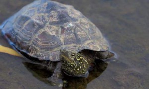 草龟为什么会掉喙-草龟知识