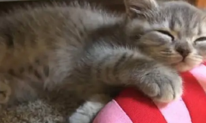 猫睡觉的时候肚子起伏很快正常吗