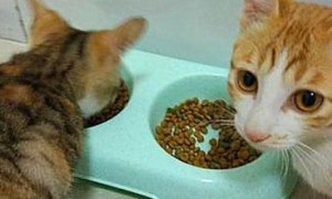 一个月小猫吃什么食物-宠物饮食
