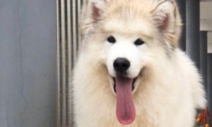 阿拉斯加犬是否为禁养犬-阿拉斯加犬知识