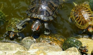 红耳龟寿命-巴西龟知识