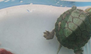小巴西龟怎么过冬-巴西龟知识