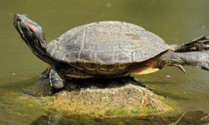 巴西龟冬天水养还是干养-巴西龟知识