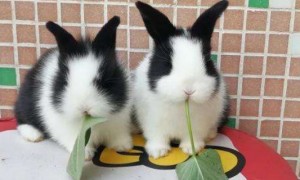 道奇兔和侏儒兔区别-侏儒兔知识