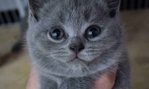 如何挑选英短蓝猫幼猫-英国短毛猫知识