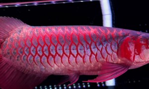 马来西亚红龙鱼能红吗-龙鱼知识
