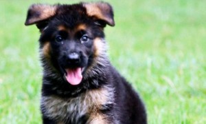 德牧幼犬的训练方法-宠物知识